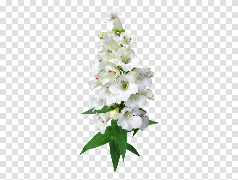 Lily Images Free Library Artificial Flower, Plant, Blossom, Geranium, Wedding Cake Transparent Png