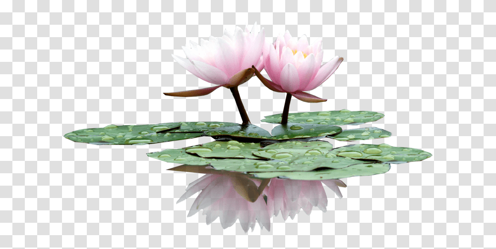 Lily In The Water Type Pc Wallpaper Album Water Lilies Plant, Flower, Blossom, Pond Lily, Bird Transparent Png