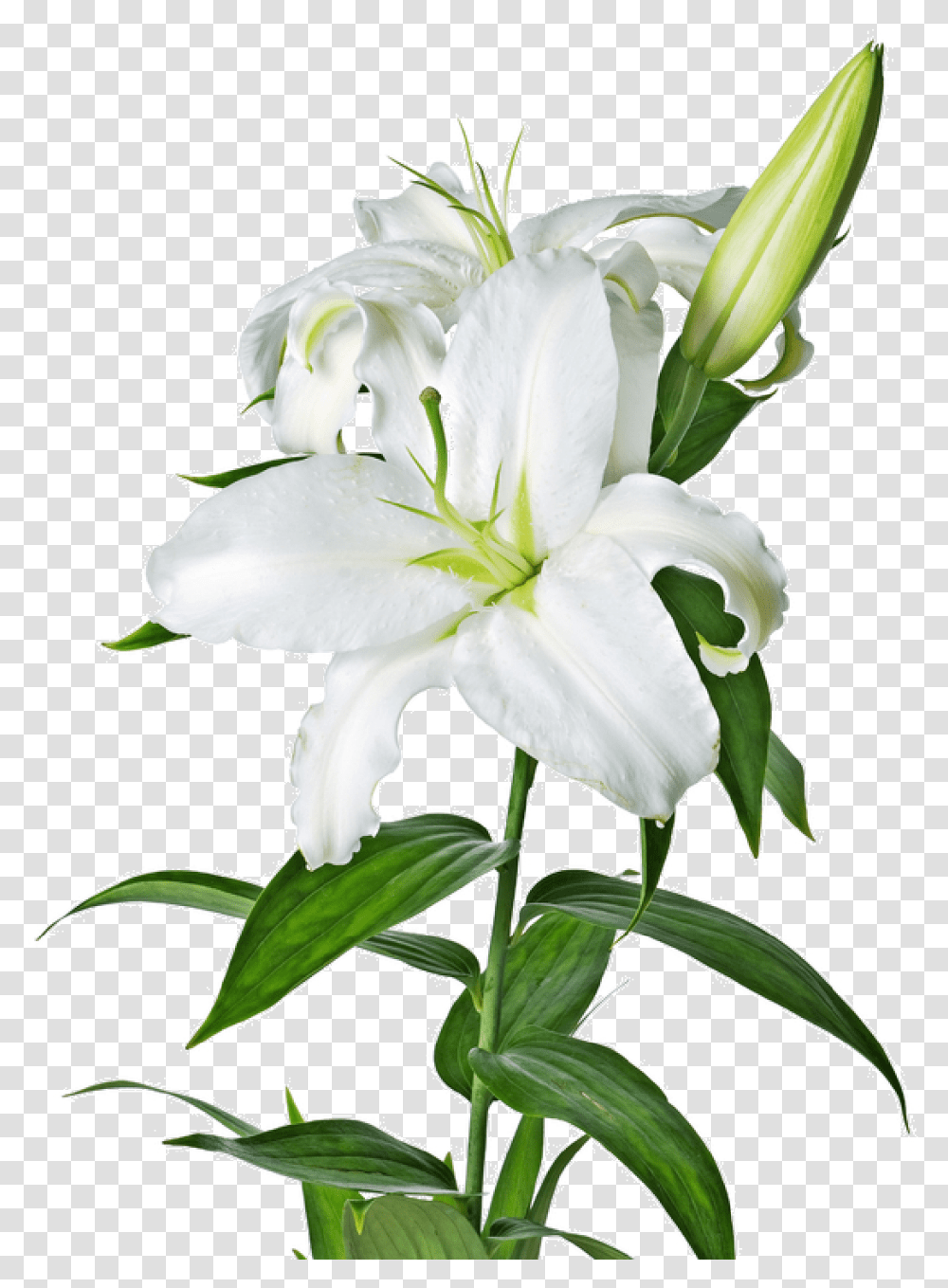Lily Lilies Flower File Easter Lily Clipart, Plant, Blossom, Amaryllidaceae, Pollen Transparent Png