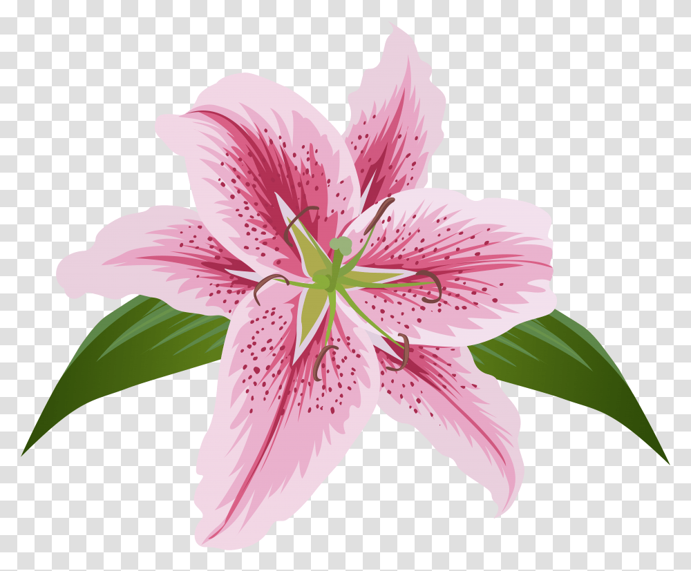 Lily Lilium Female Liliaceae Flower, Plant, Blossom, Amaryllis, Anther Transparent Png