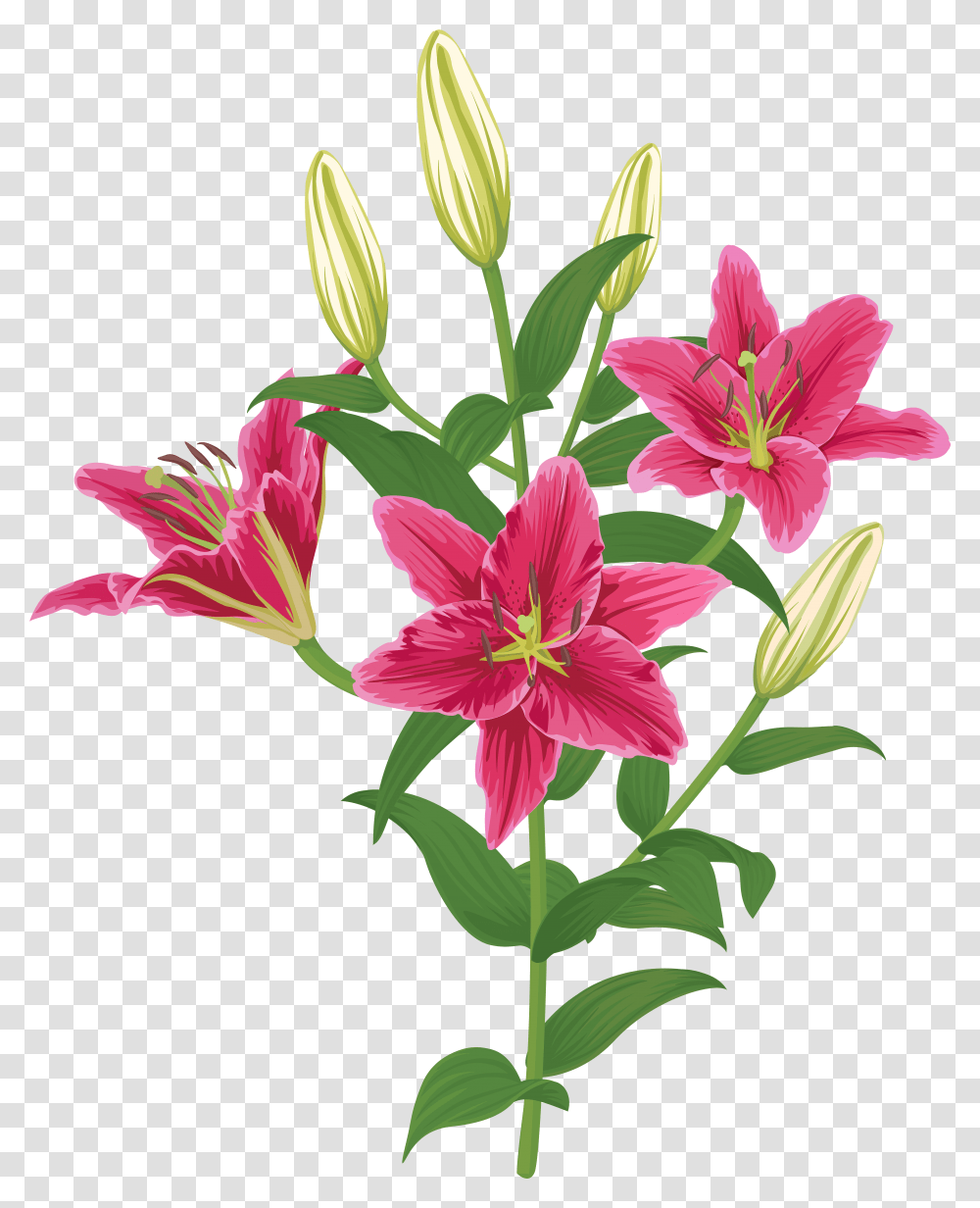 Lily Lilium Female Liliaceae Flower Transparent Png