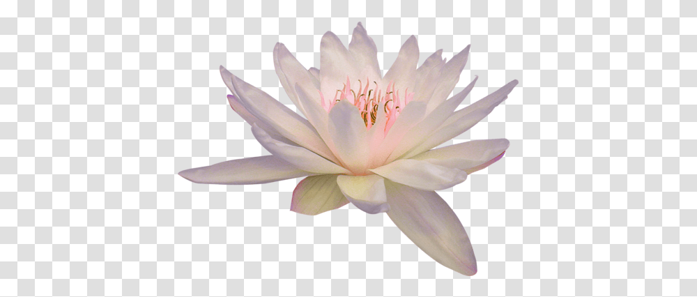 Lily Lotus & Clipart Free Download Ywd Lotus Flower, Plant, Blossom, Pond Lily, Anther Transparent Png