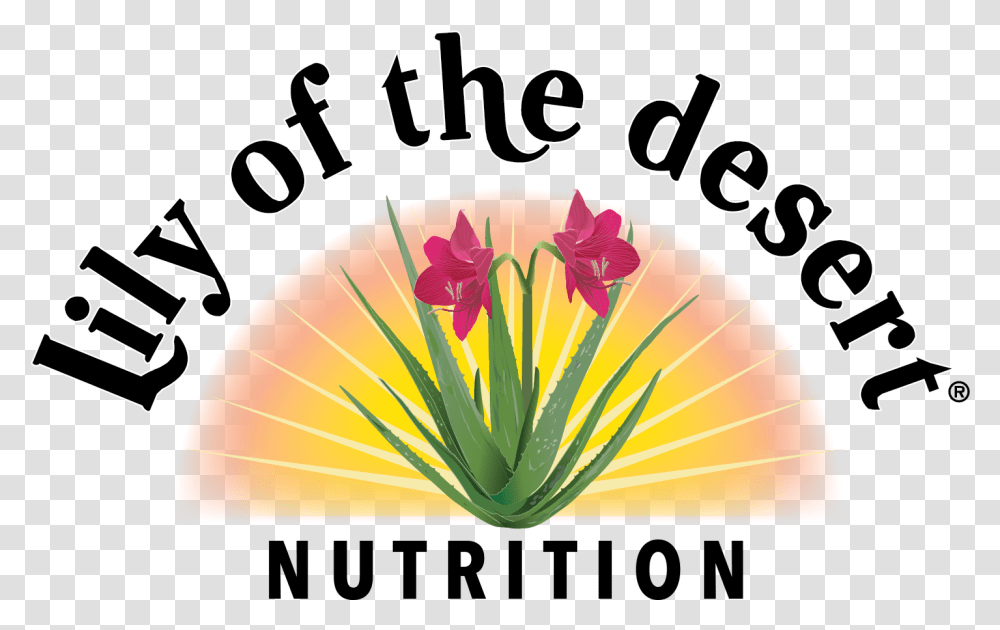 Lily Of The Desert Corporate Lily Of The Desert, Plant, Flower, Petal, Text Transparent Png