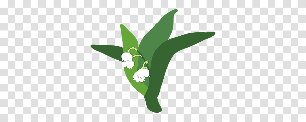 Lily Of The Valley Nature, Plant, Vegetable, Food Transparent Png