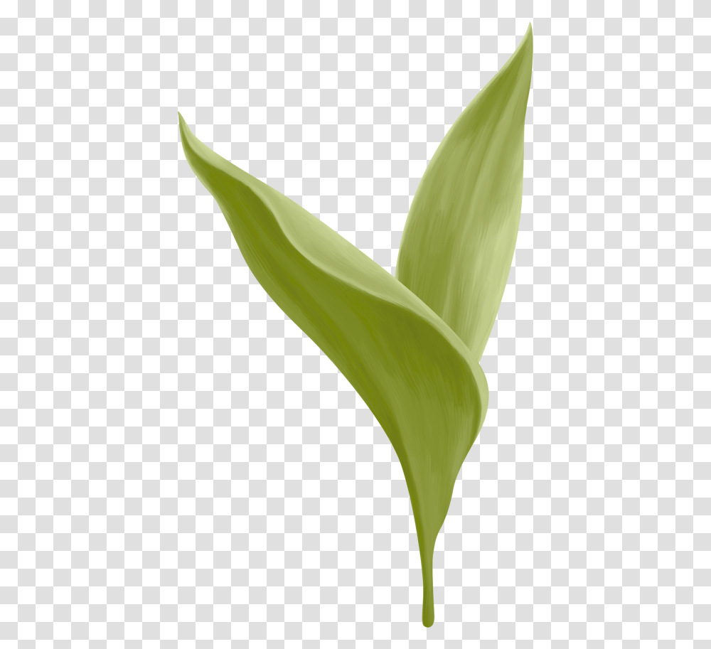 Lily Of The Valley Canna Lily, Plant, Flower, Blossom, Petal Transparent Png