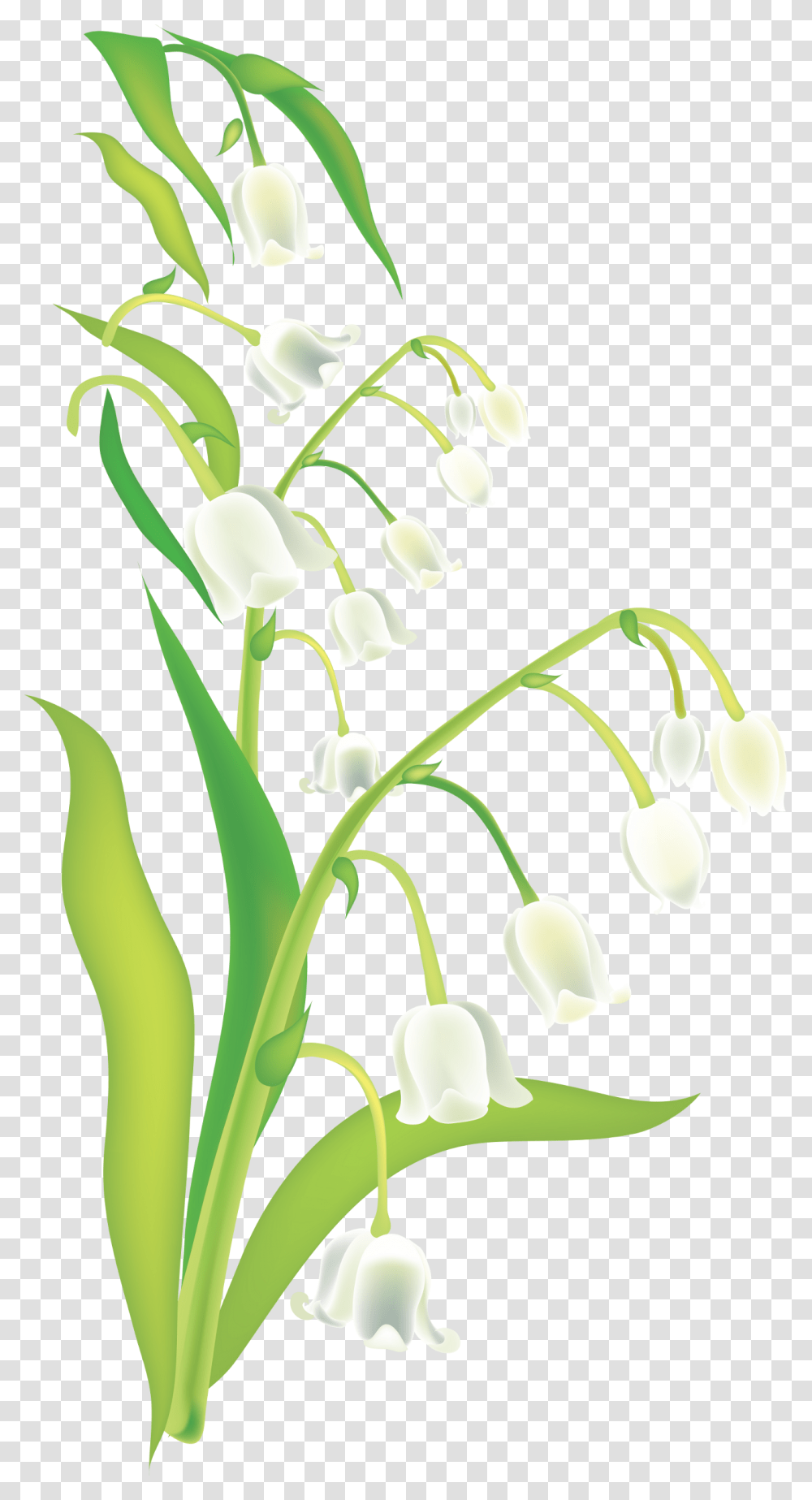 Lily Of The Valley Cartoons Muguet Render, Plant, Amaryllidaceae, Flower, Blossom Transparent Png