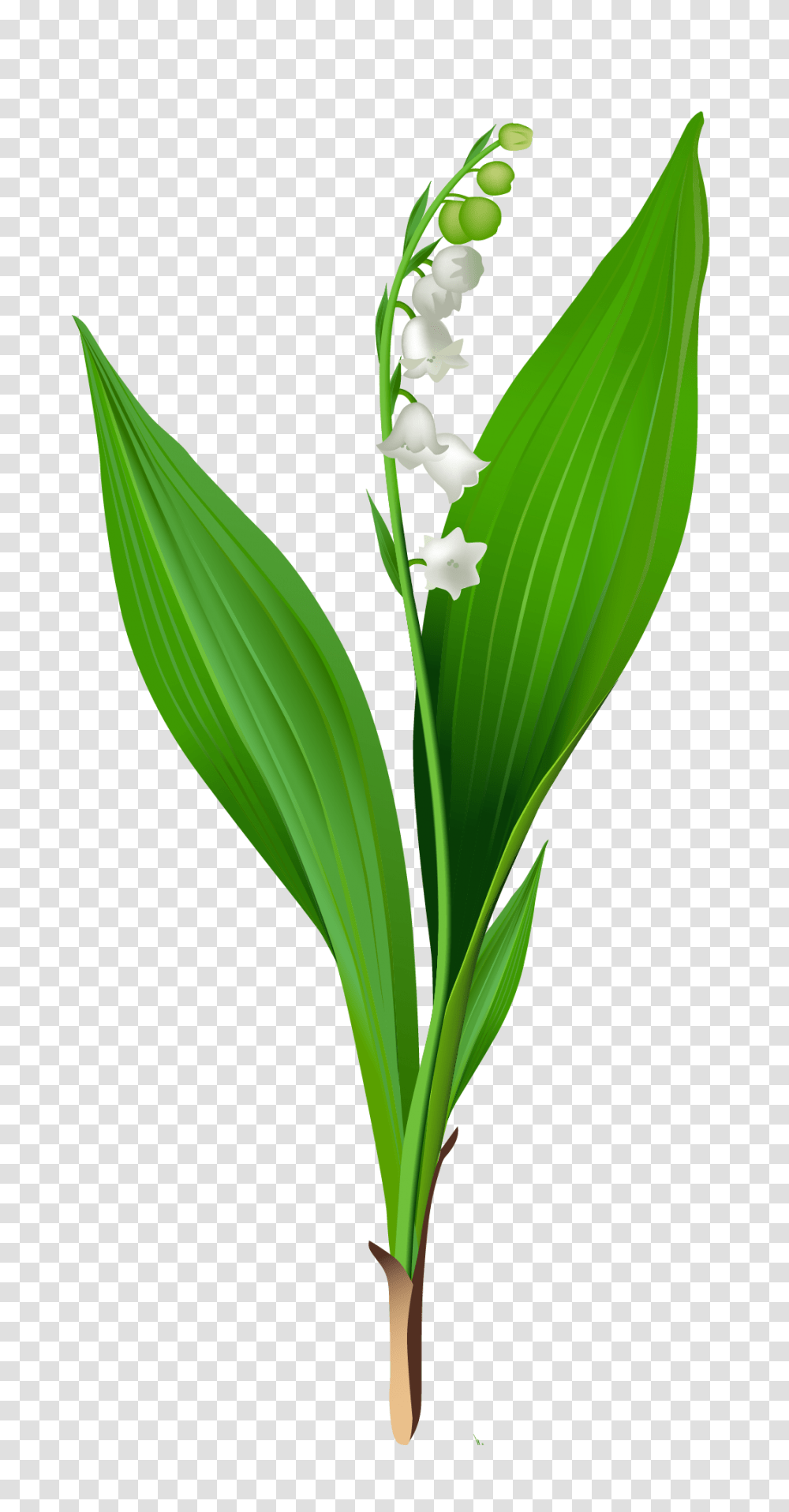 Lily Of The Valley Clip Art, Plant, Flower, Blossom, Petal Transparent Png