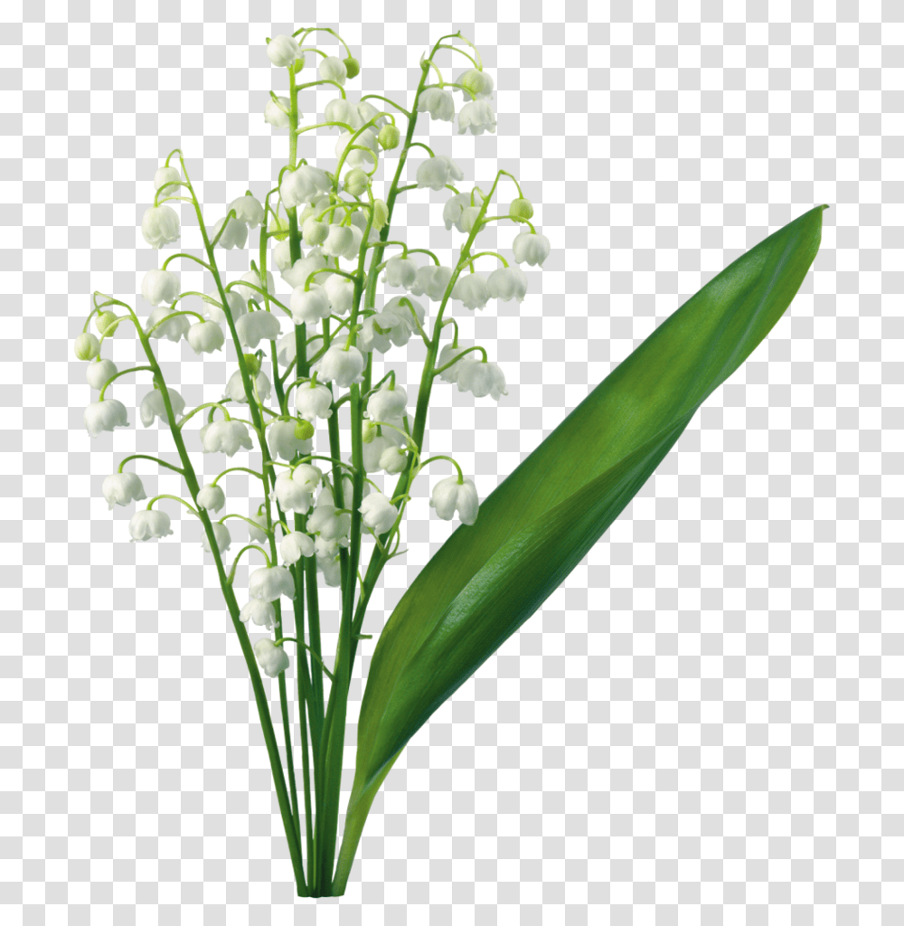 Lily Of The Valley Clipart, Plant, Flower, Blossom, Amaryllidaceae Transparent Png