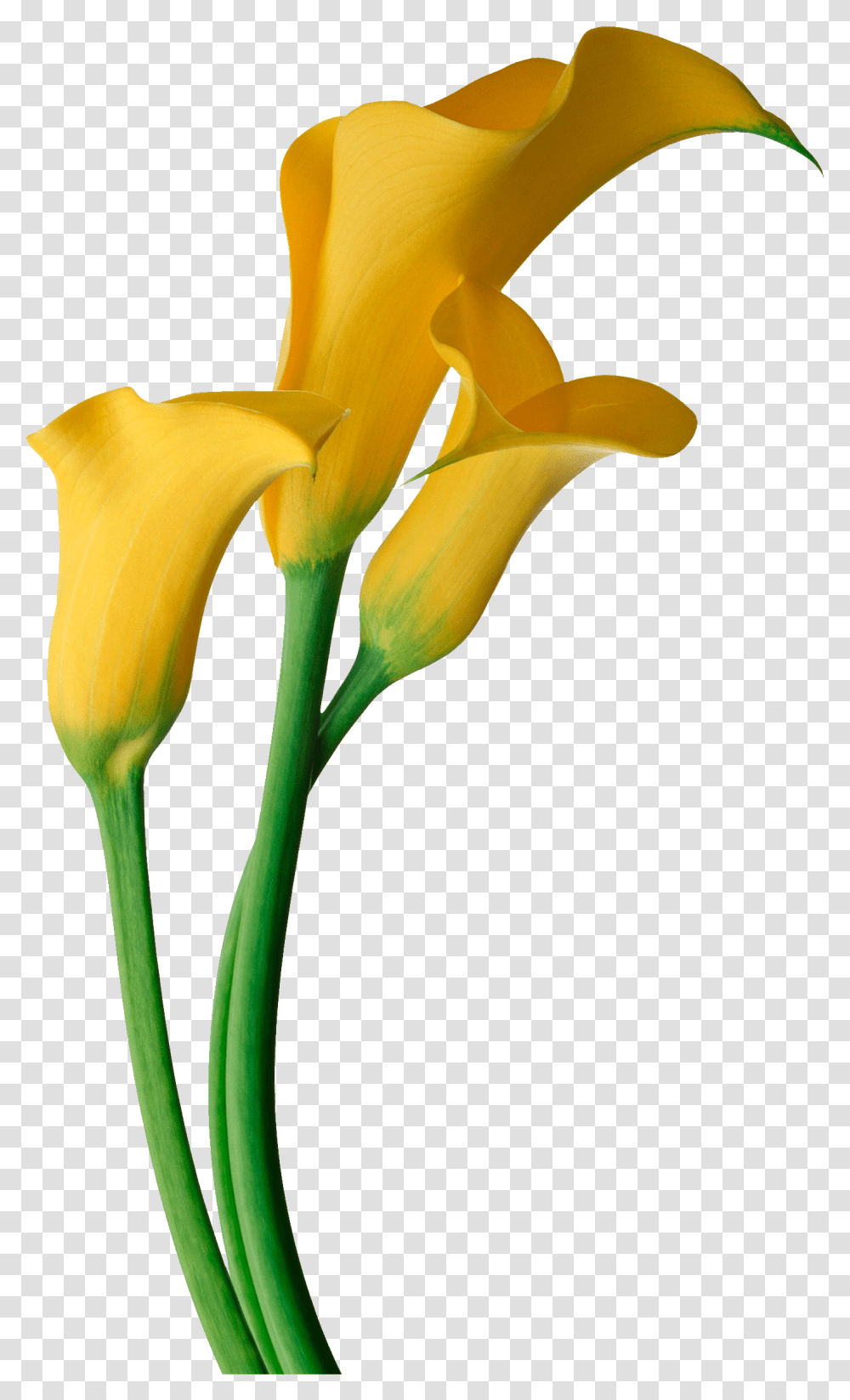 Lily Of The Valley Drawing Free Download Yellow Calla Lily Flower, Plant, Blossom, Banana, Fruit Transparent Png