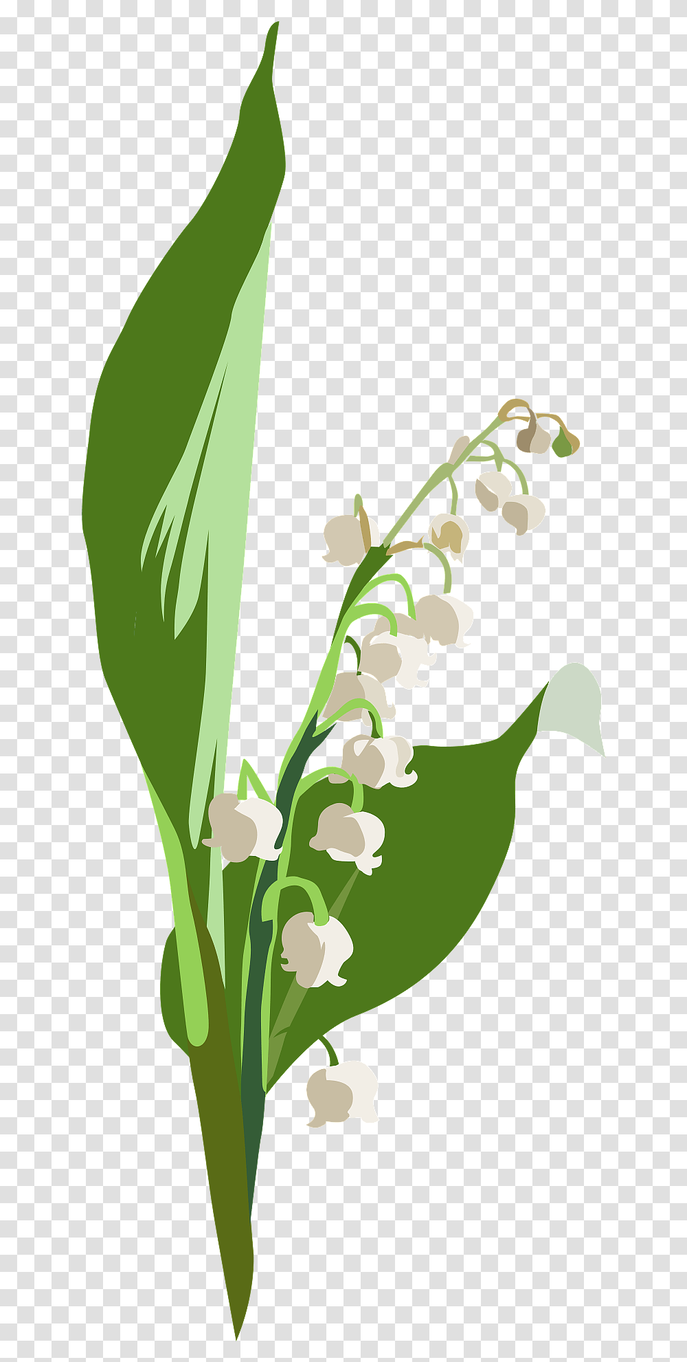 Lily Of The Valley Flower Clipart, Plant, Orchid, Amaryllidaceae, Petal Transparent Png