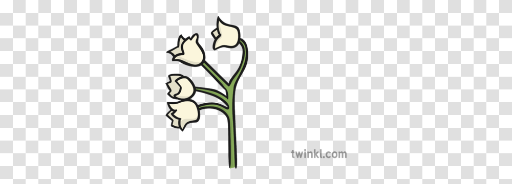 Lily Of The Valley Flower Illustration Twinkl Illustration, Plant, Vegetation, Produce, Food Transparent Png