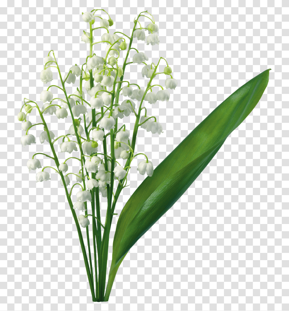 Lily Of The Valley Flower Lilium Clip Art Lily Lily Of The Valley Flower, Plant, Blossom, Flower Arrangement, Amaryllidaceae Transparent Png