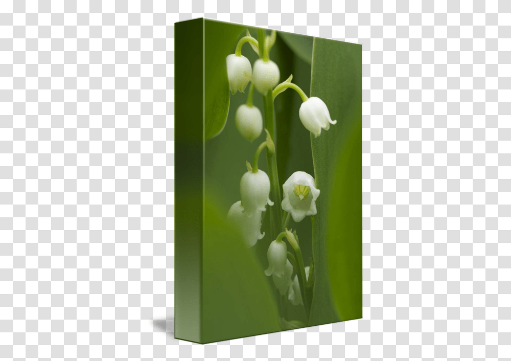 Lily Of The Valley Flowers By Carol Senske Lily Of The Valley, Amaryllidaceae, Plant, Anther, Green Transparent Png