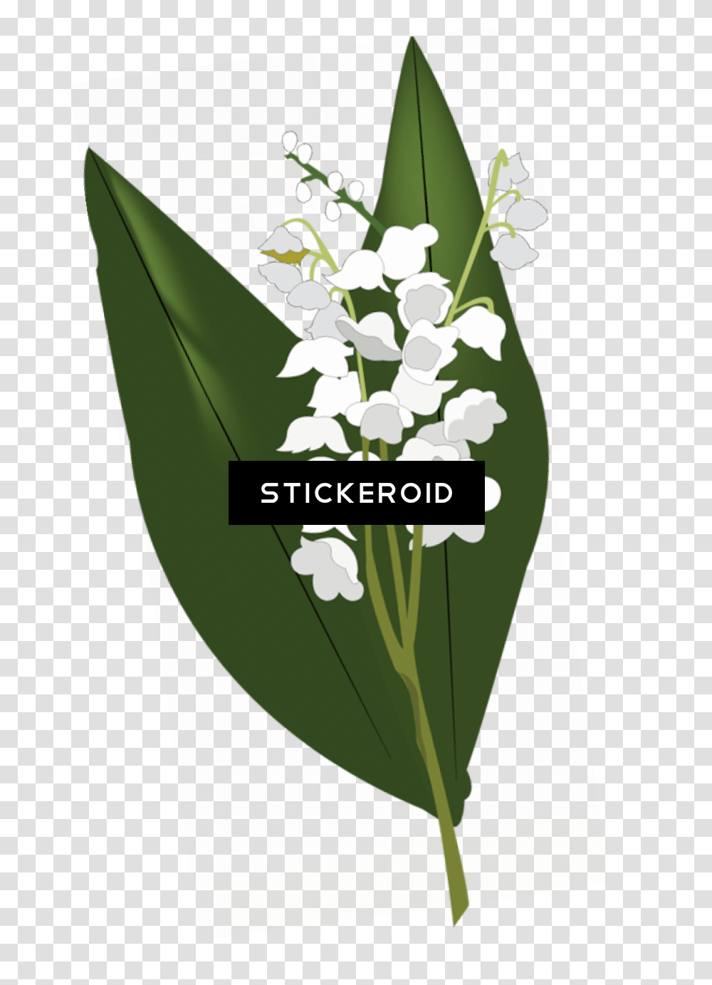 Lily Of The Valley Hd Flowers Nature Lily Of The Valley Lily Of The Valley, Graphics, Art, Plant, Floral Design Transparent Png