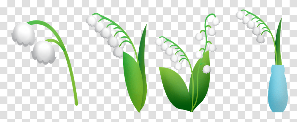 Lily Of The Valley Lily In Vase Lily Flowers Leaves Lirio De Los Valles, Plant, Blossom, Vegetable, Food Transparent Png