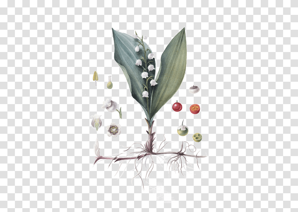 Lily Of The Valley Lily Of The Valley, Plant, Flower, Blossom, Bird Transparent Png