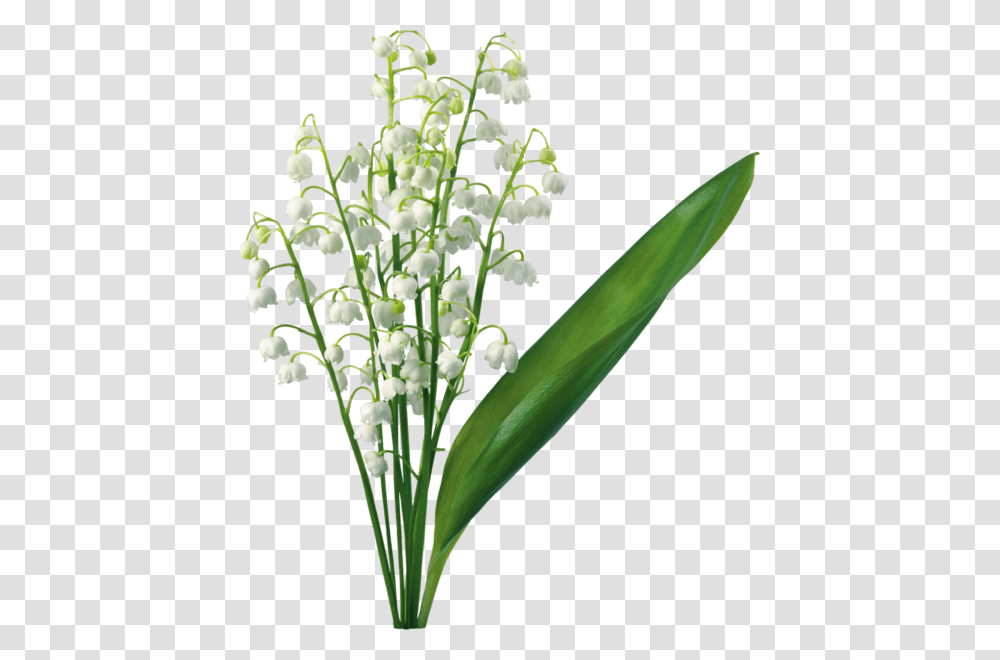 Lily Of The Valley Lily, Plant, Flower, Amaryllidaceae, Flower Arrangement Transparent Png