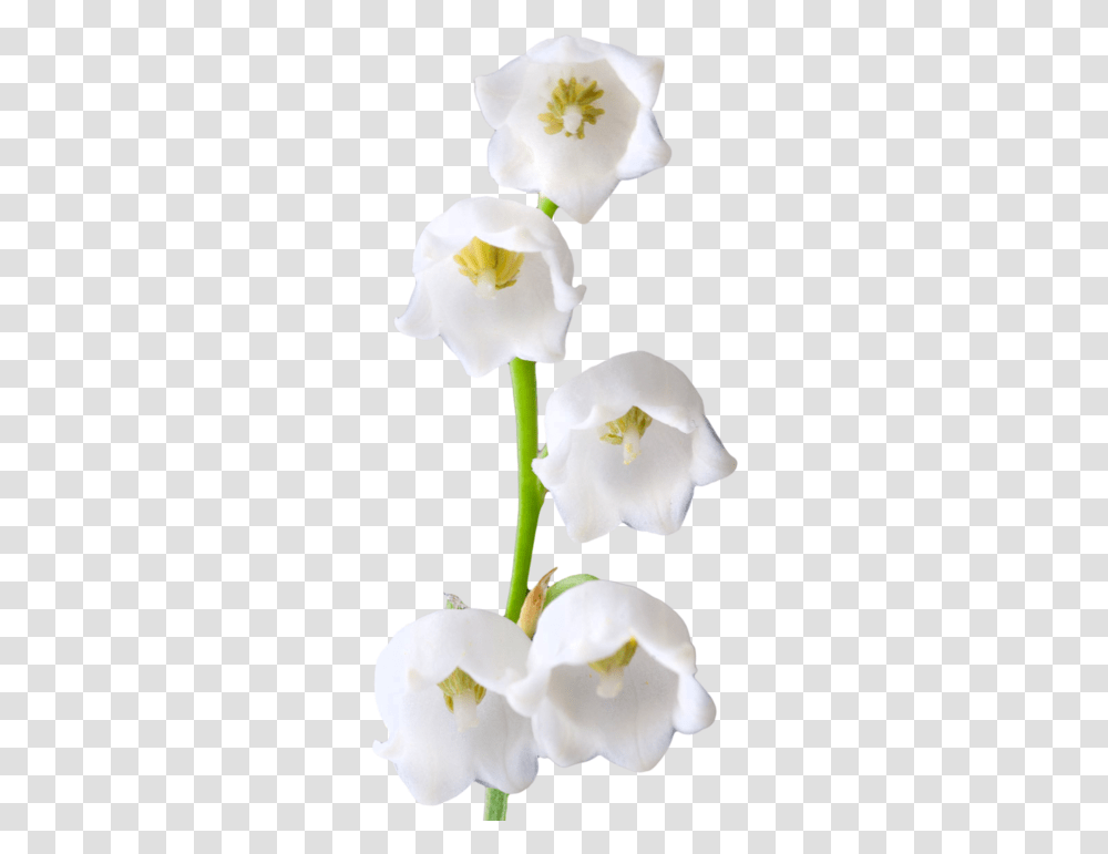 Lily Of The Valley Photos, Plant, Flower, Blossom, Orchid Transparent Png