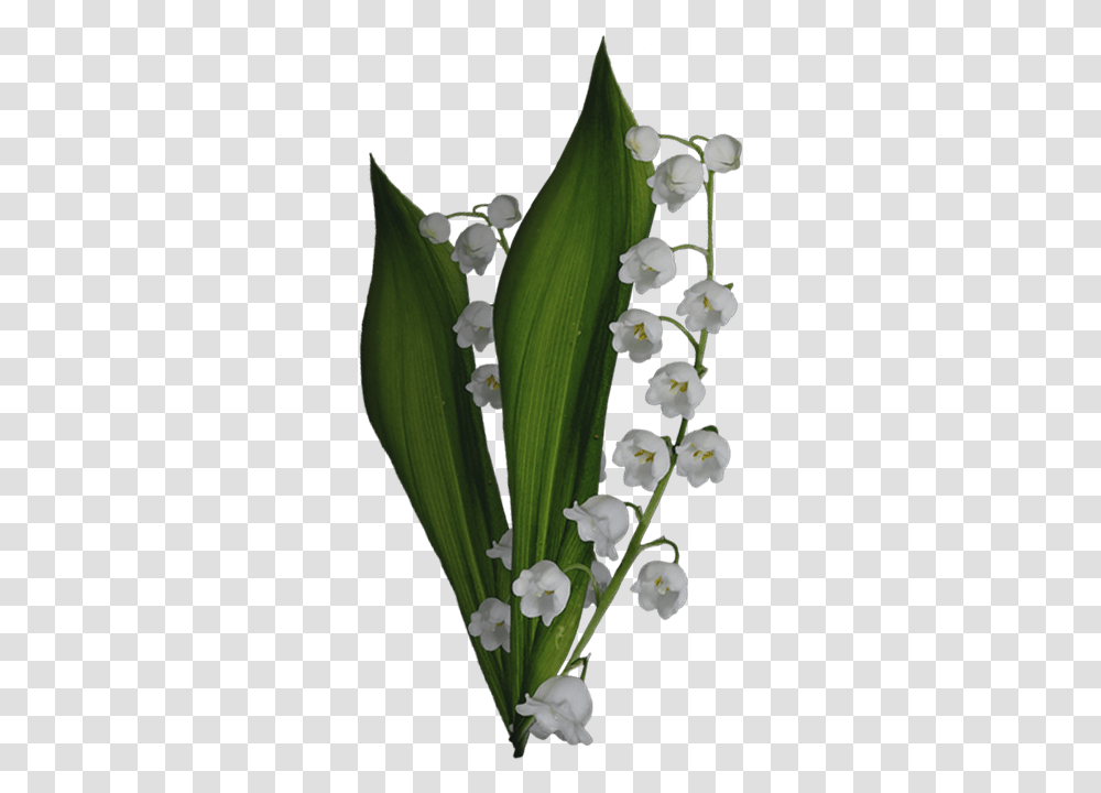 Lily Of The Valley, Plant, Flower, Amaryllidaceae, Petal Transparent Png