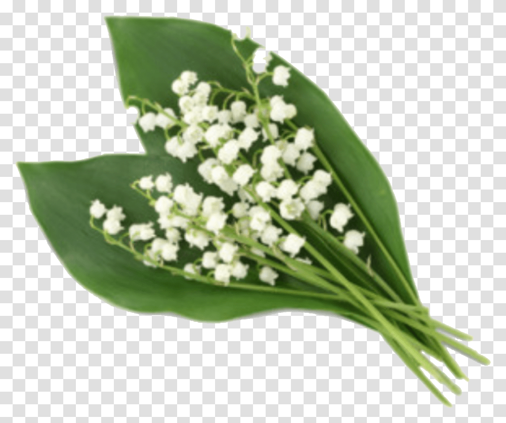 Lily Of The Valley, Plant, Flower, Blossom, Apiaceae Transparent Png