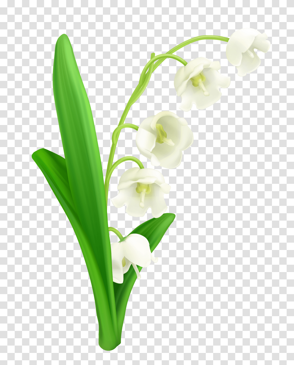 Lily Of The Valley, Plant, Flower, Blossom, Daffodil Transparent Png
