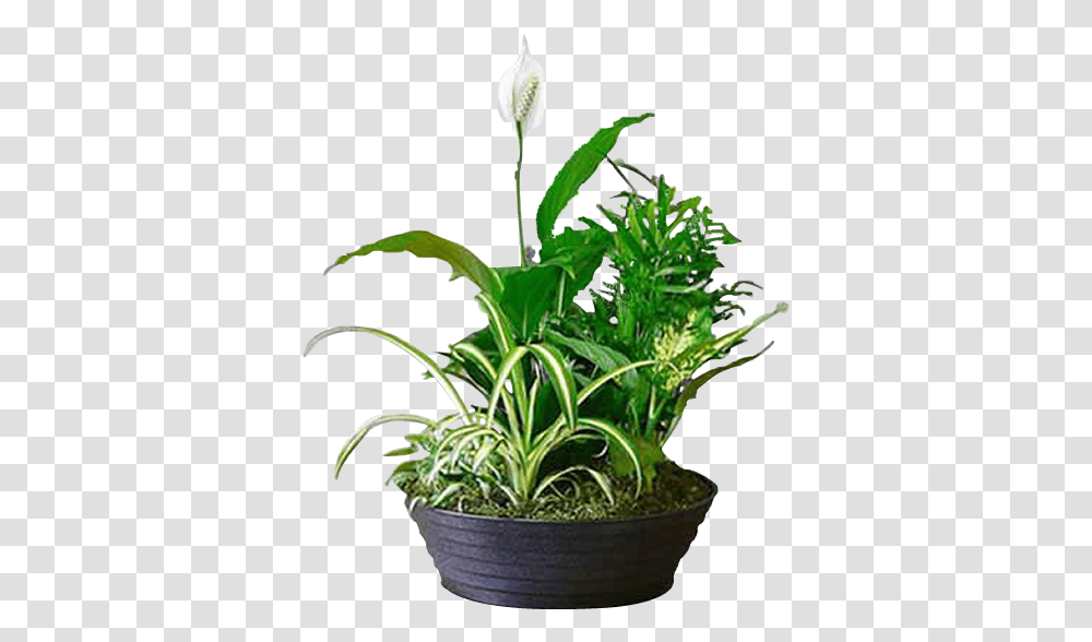 Lily Of The Valley, Plant, Flower, Blossom, Pot Transparent Png