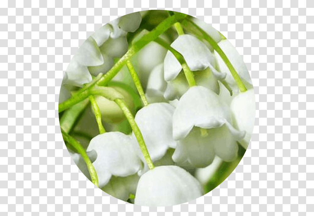 Lily Of The Valley, Plant, Flower, Petal, Rose Transparent Png