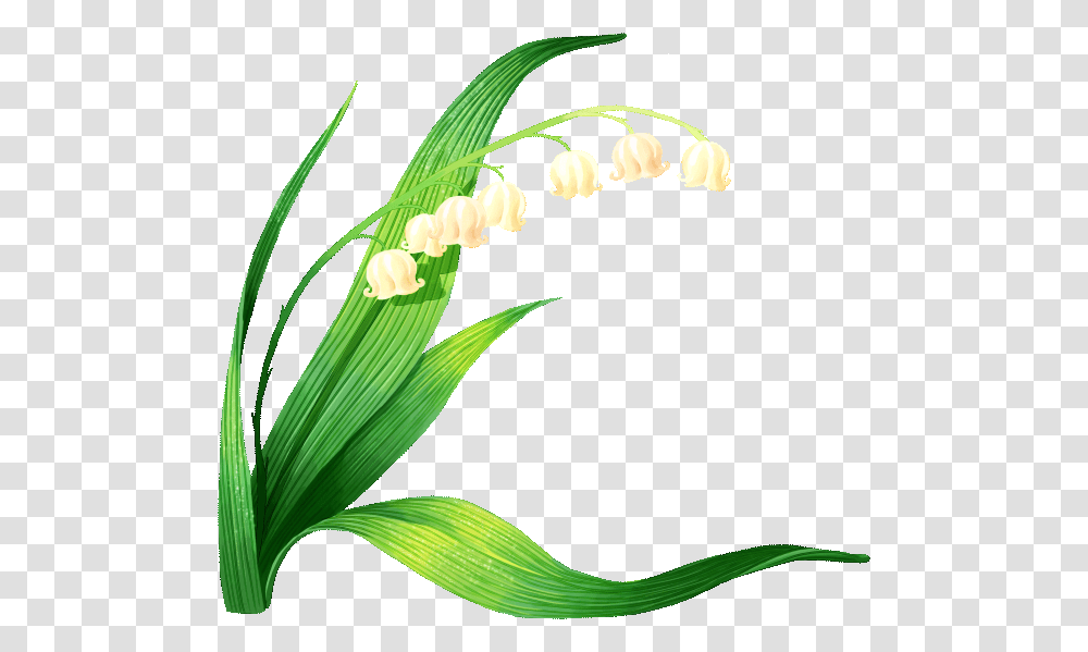 Lily Of The Valley Vector Clipart Download Lrio Dos Vales, Plant, Flower, Blossom, Produce Transparent Png