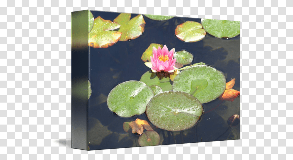 Lily Pad Bloom By Frank Alcazar Water Lily, Plant, Flower, Blossom, Pond Lily Transparent Png