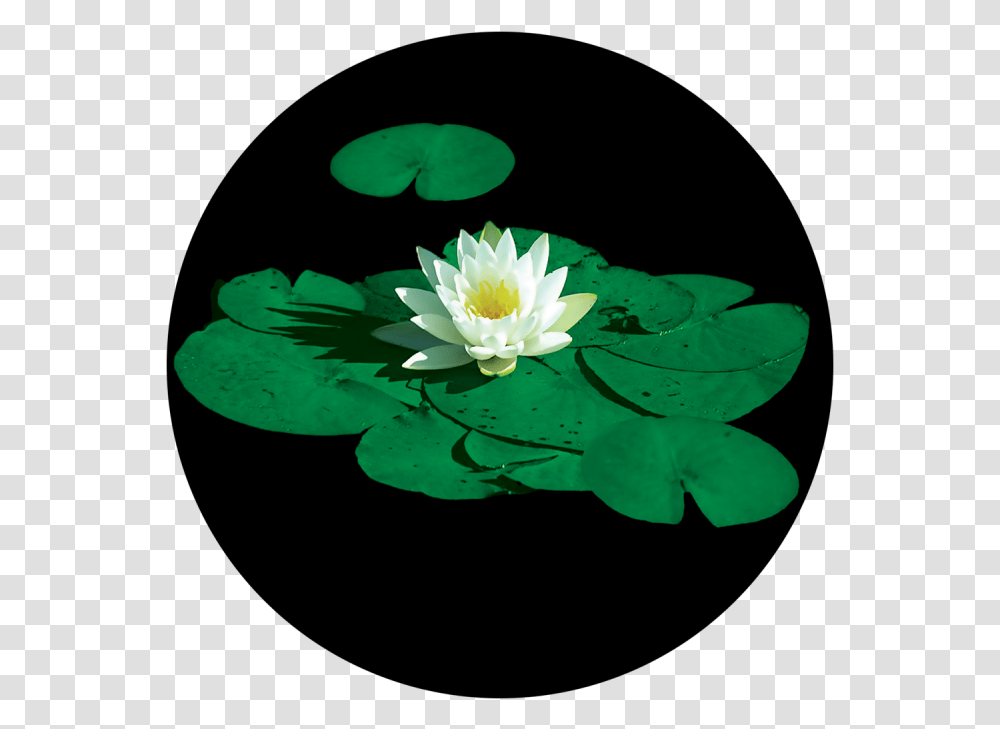 Lily Pad Clipart Lily Pad Flower, Plant, Blossom, Pond Lily, Petal Transparent Png