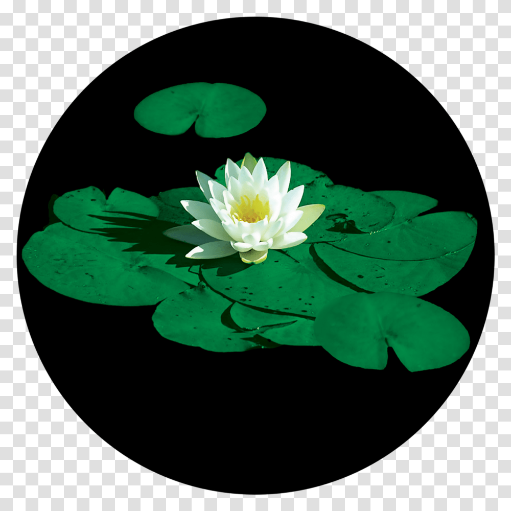 Lily Pad Flower, Plant, Blossom, Pond Lily, Petal Transparent Png