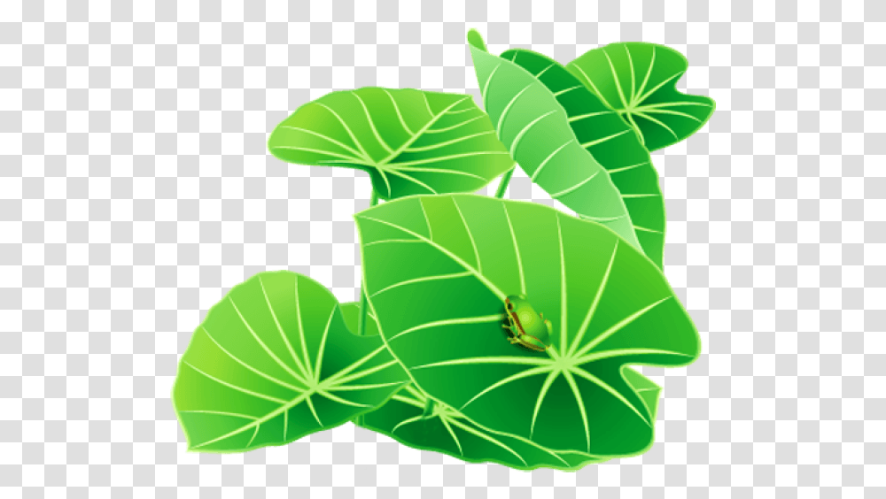 Lily Pad Lily Leaves Clipart, Leaf, Plant, Green, Veins Transparent Png