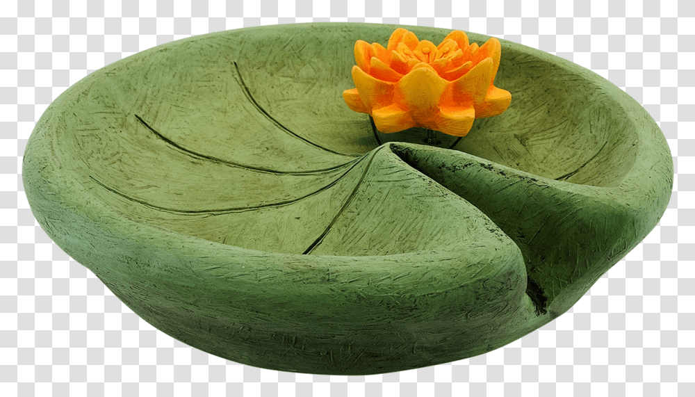 Lily Pad With Water Sacred Lotus, Plant, Flower, Petal, Pond Lily Transparent Png