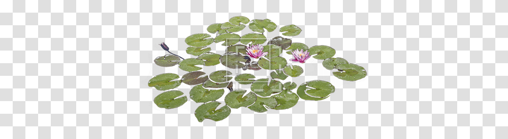 Lily Pads With Purple Flowers Immediate Entourage Real Lily Pad, Plant, Blossom, Pond Lily, Rug Transparent Png
