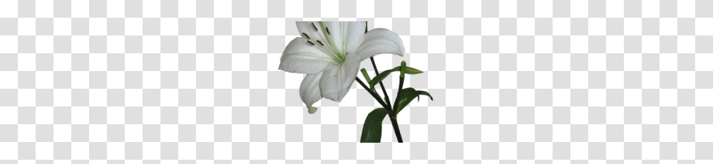 Lily Photos Vector Clipart, Plant, Flower, Blossom, Anther Transparent Png