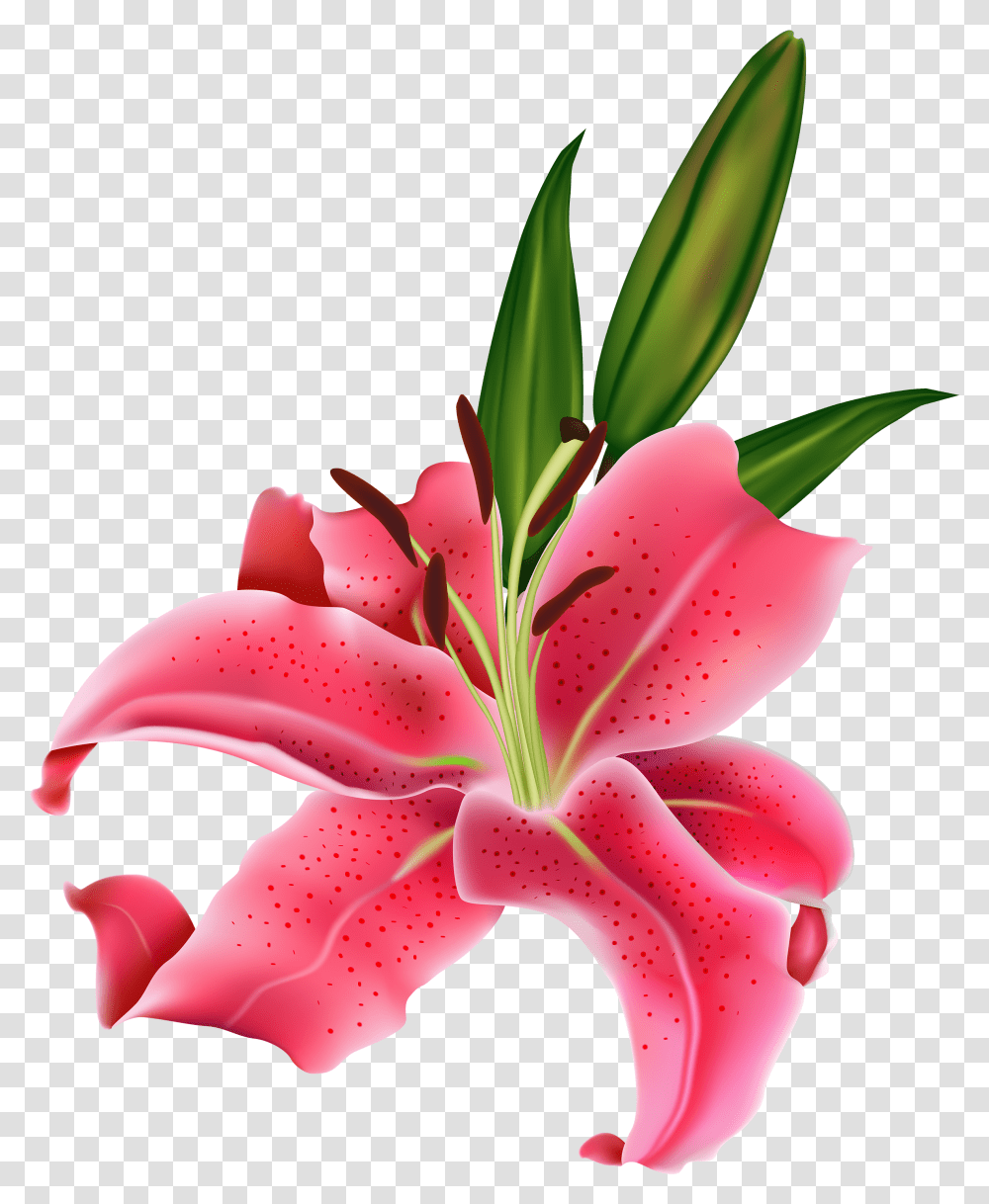 Lily Pink Flower Clipart Clipart Flower Lily, Plant, Blossom, Petal, Amaryllis Transparent Png