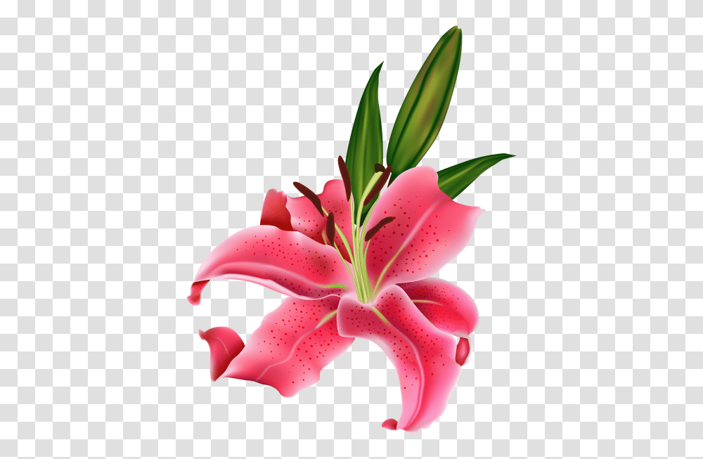 Lily Pink Flower, Plant, Blossom, Petal, Rose Transparent Png