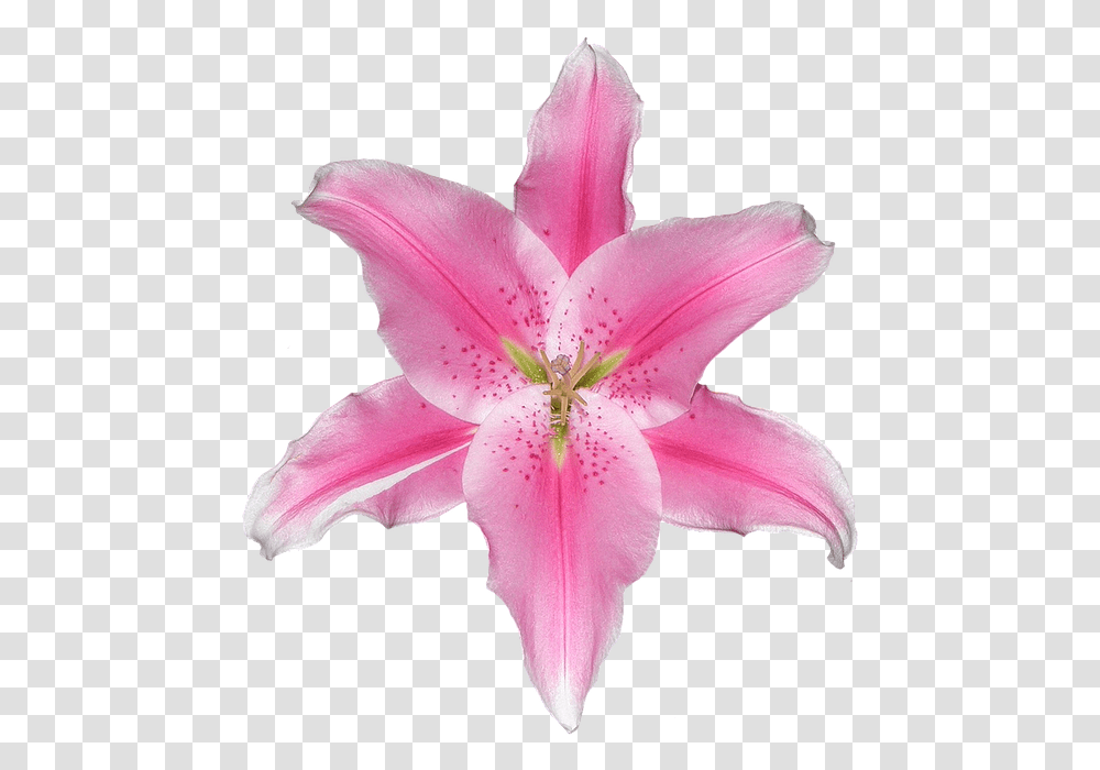 Lily Pink White Isolated Graphically Decor Design Stargazer Lily, Plant, Flower, Blossom, Petal Transparent Png