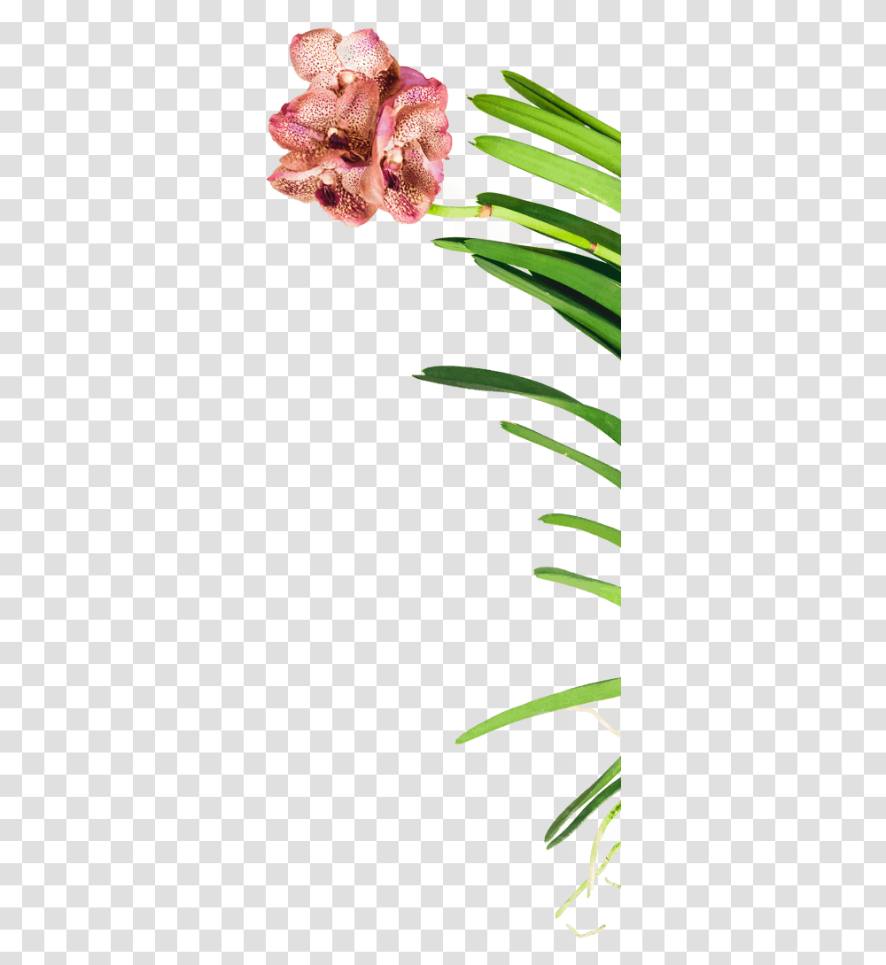 Lily, Plant, Aloe, Tree, Animal Transparent Png