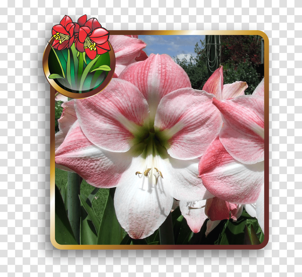 Lily, Plant, Flower, Amaryllis, Petal Transparent Png