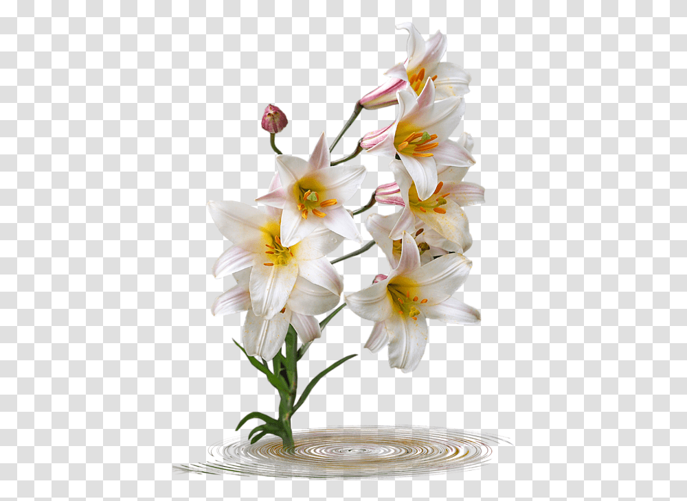 Lily, Plant, Flower, Blossom, Amaryllis Transparent Png