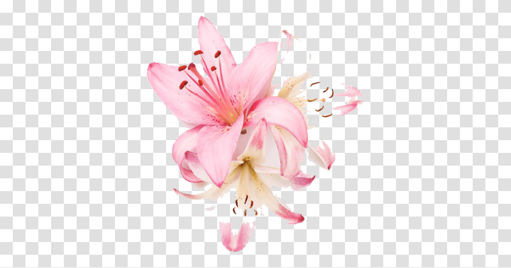 Lily, Plant, Flower, Blossom, Amaryllis Transparent Png