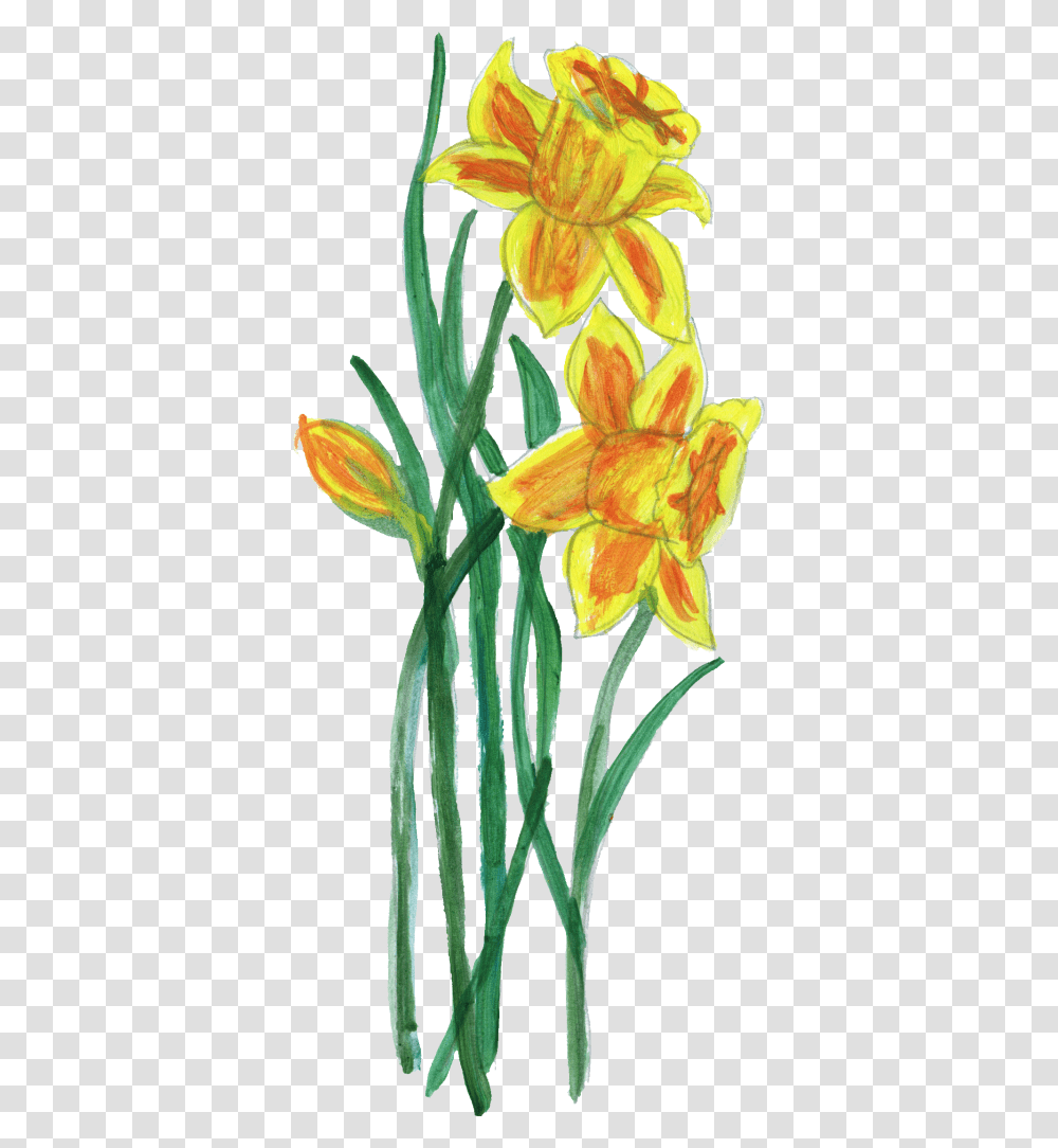 Lily, Plant, Flower, Blossom, Daffodil Transparent Png