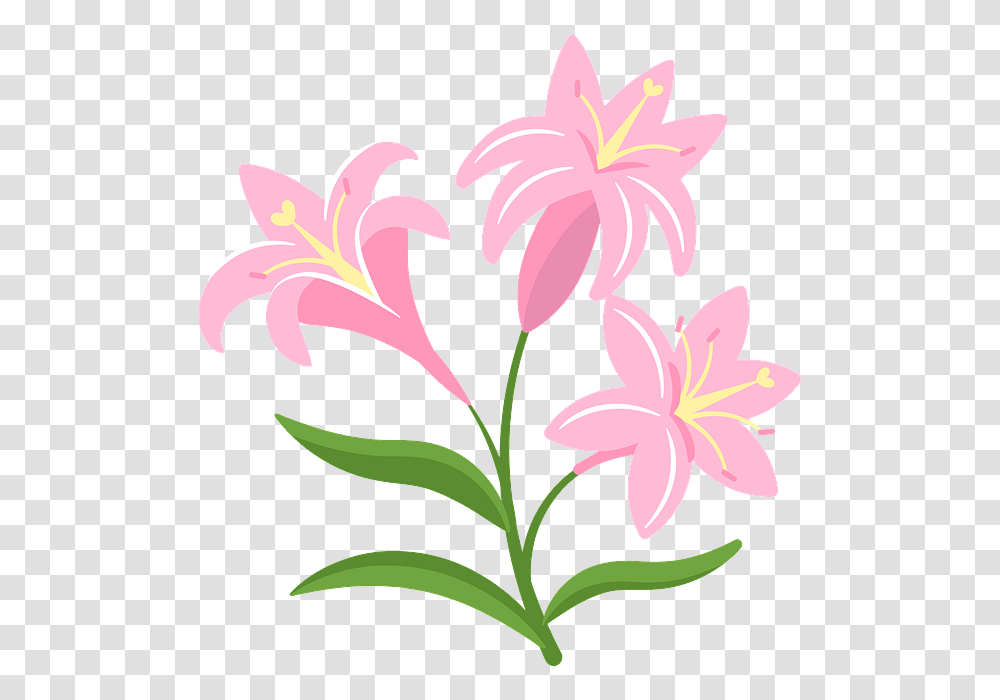 Lily, Plant, Flower, Blossom, Daisy Transparent Png