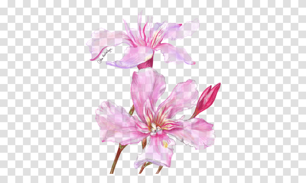 Lily, Plant, Flower, Blossom, Geranium Transparent Png