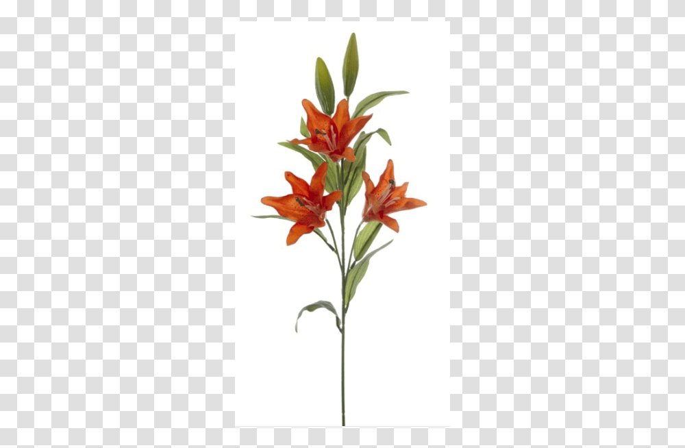 Lily, Plant, Flower, Blossom, Gladiolus Transparent Png