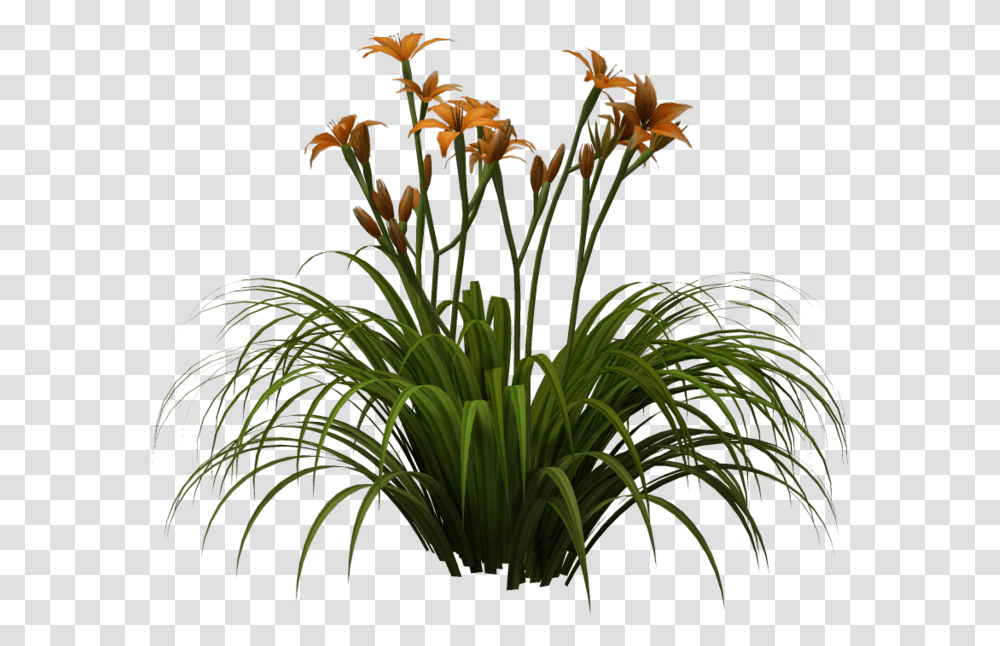 Lily, Plant, Flower, Blossom, Iris Transparent Png