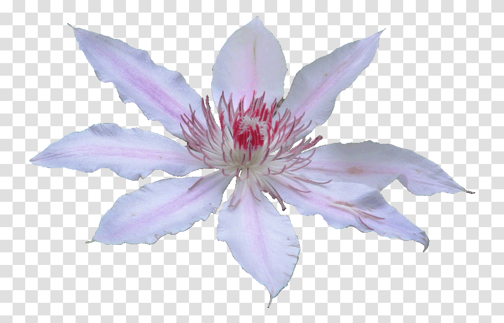 Lily, Plant, Flower, Blossom, Petal Transparent Png