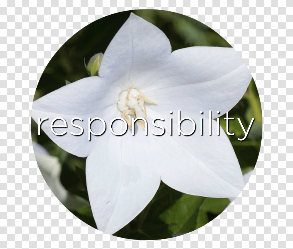 Lily, Plant, Flower, Blossom, Petal Transparent Png