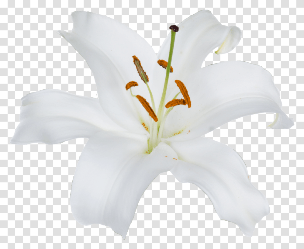 Lily, Plant, Flower, Blossom, Pollen Transparent Png